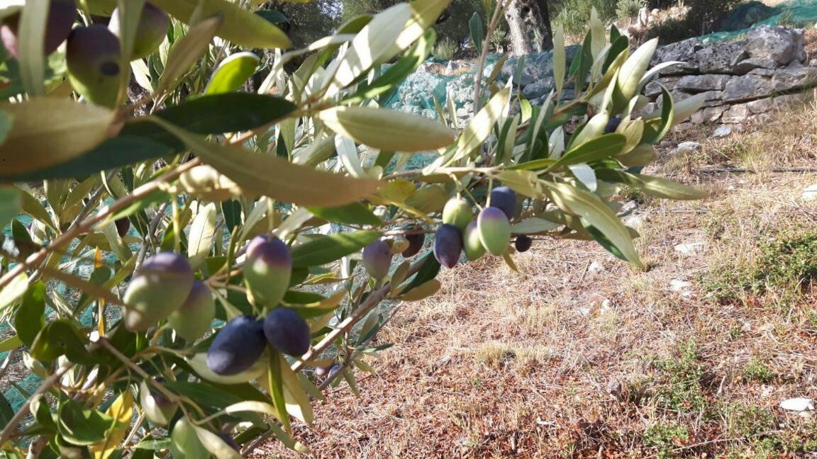 Villa The Olive Grove House Kassiopi Esterno foto